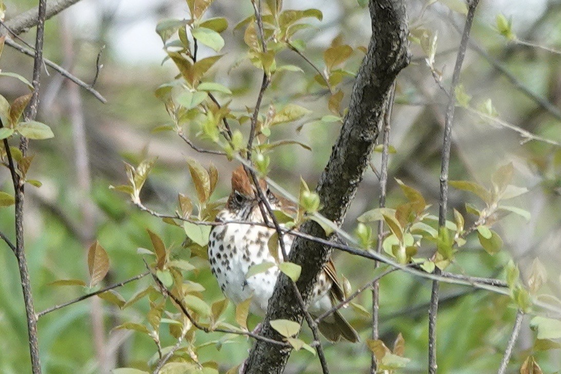 Wood Thrush - ML511107921