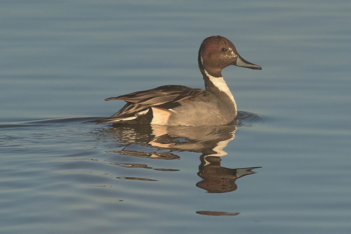 Northern Pintail - ML511110901