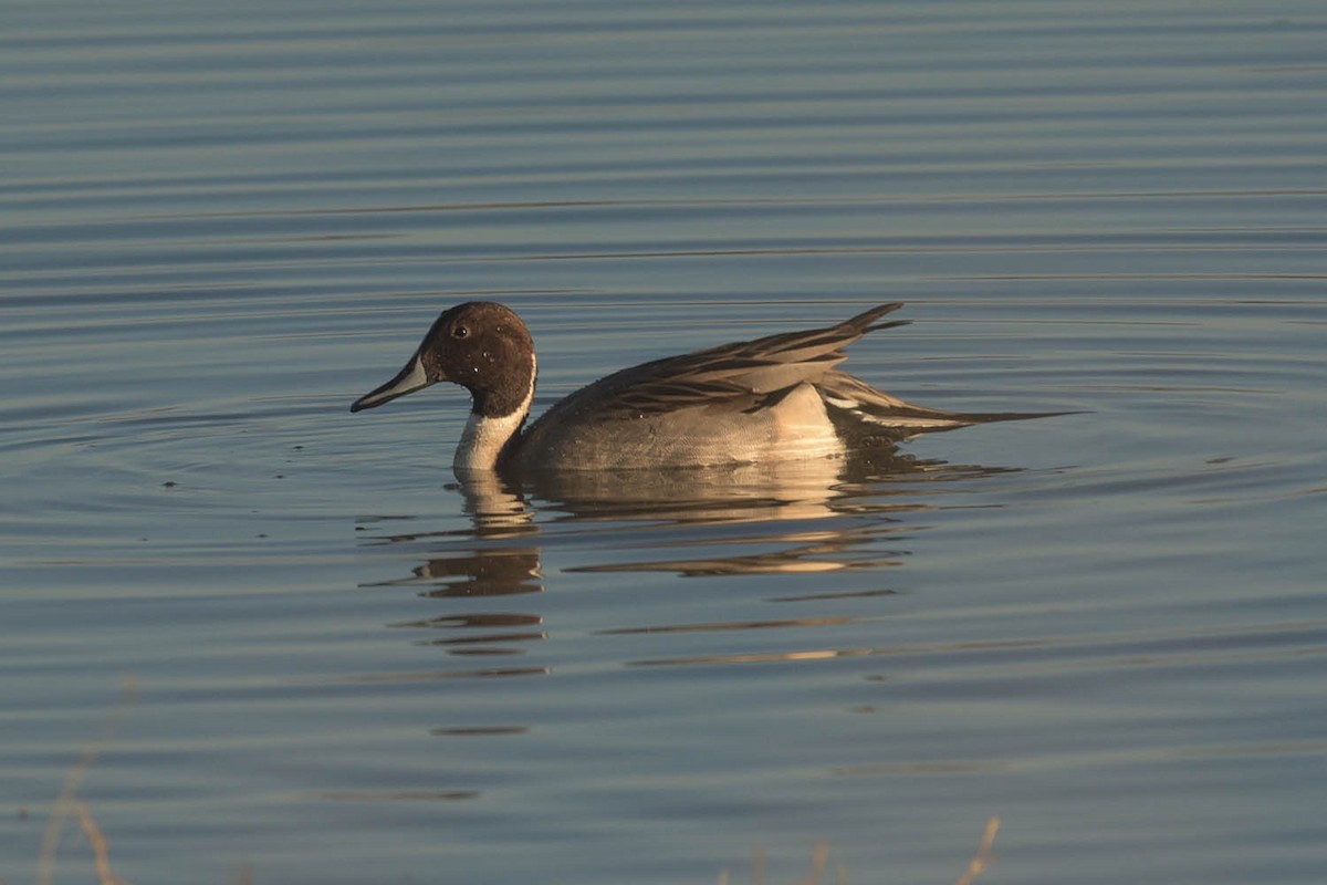 Northern Pintail - ML511110911