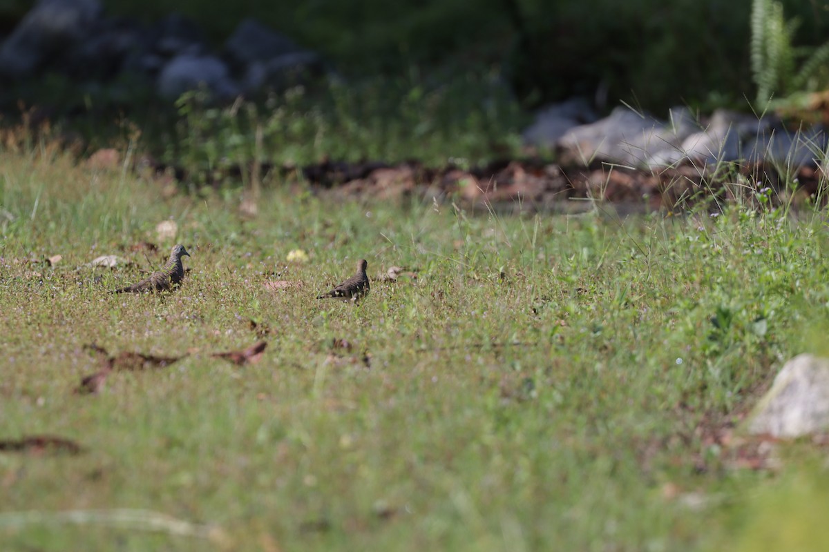 Zebra Dove - ML511110991