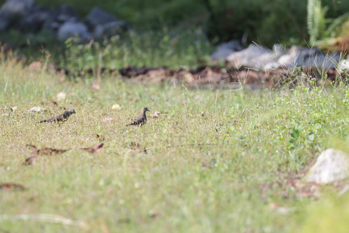 Zebra Dove - ML511111011