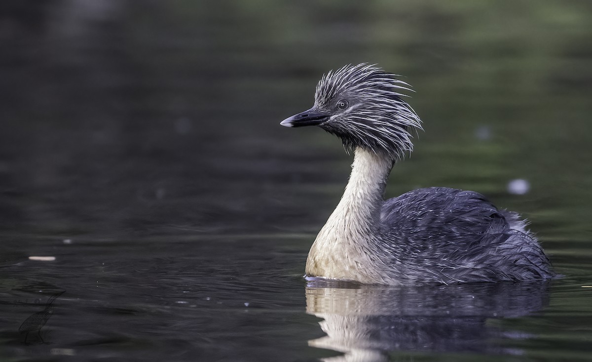 Hoary-headed Grebe - ML511111071