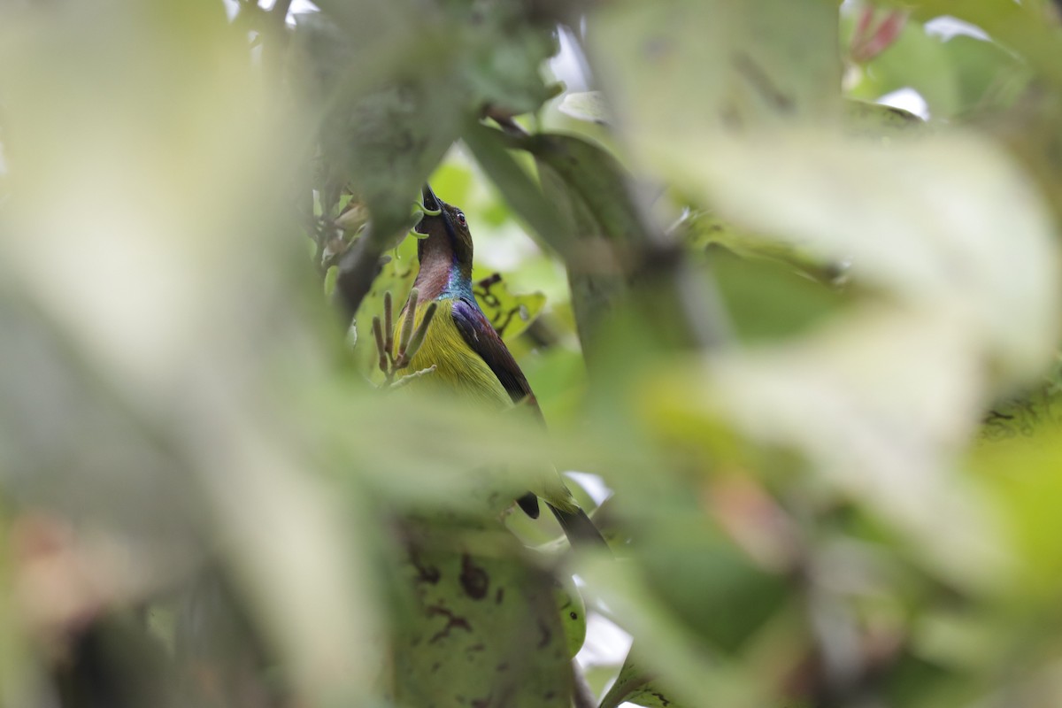 Brown-throated Sunbird - Aman Mottaqui-Tabar