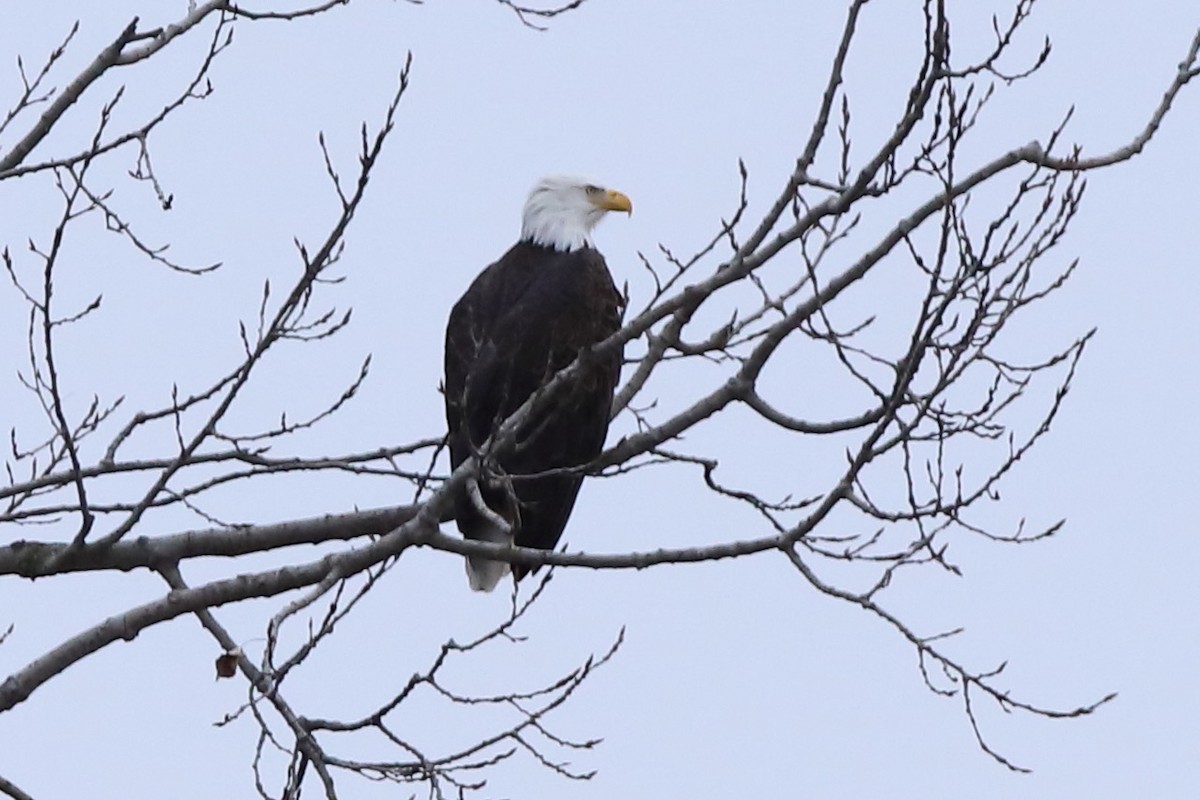 Bald Eagle - Steve McNamara