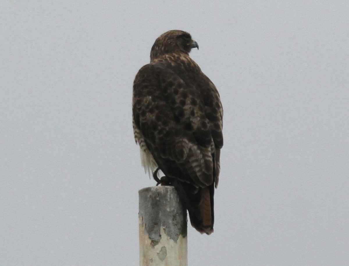 Red-tailed Hawk - ML511112591