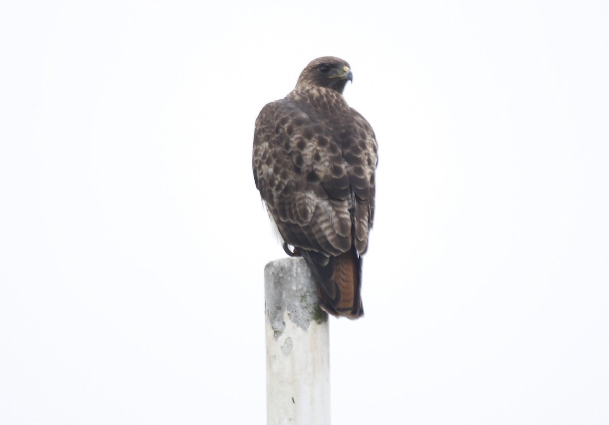 Red-tailed Hawk - ML511112641