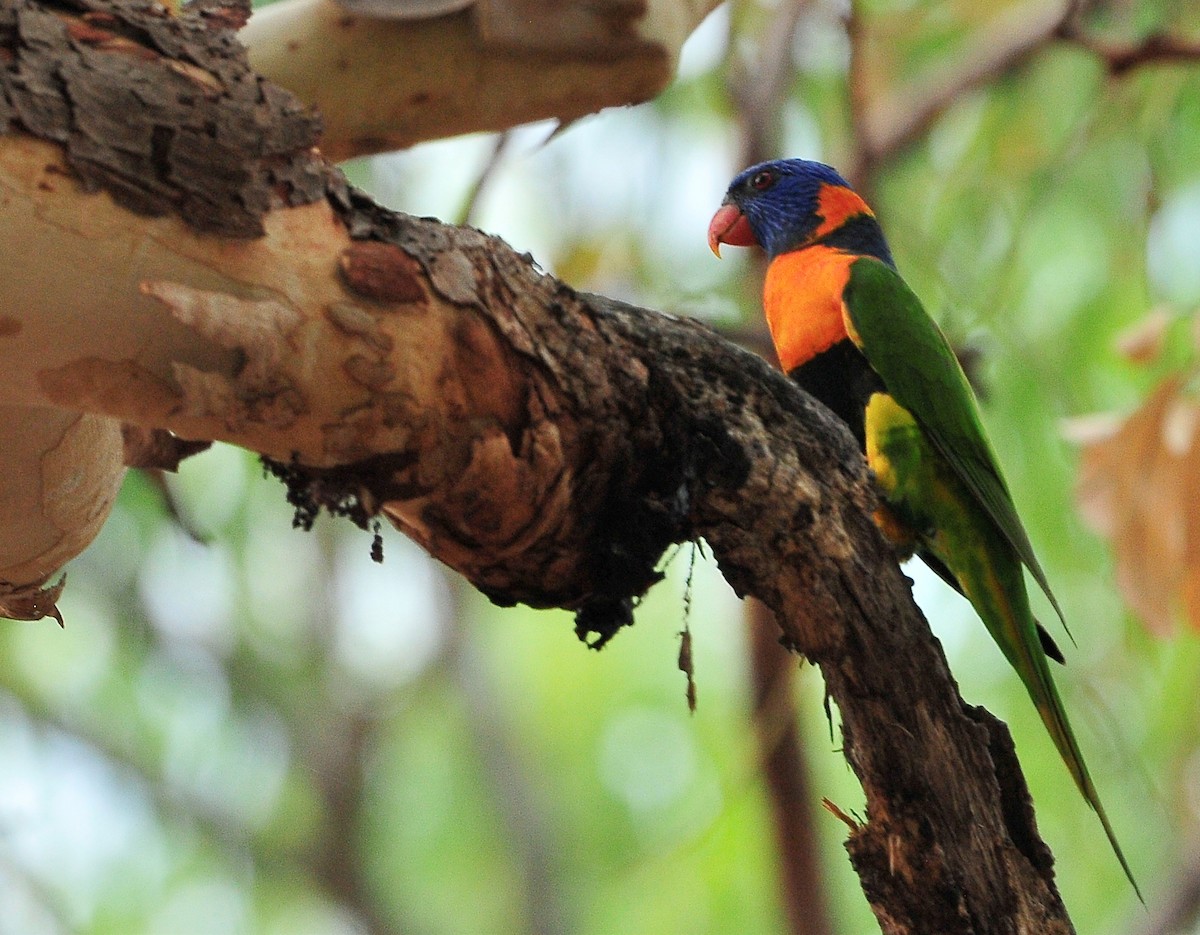 Red-collared Lorikeet - ML511113501