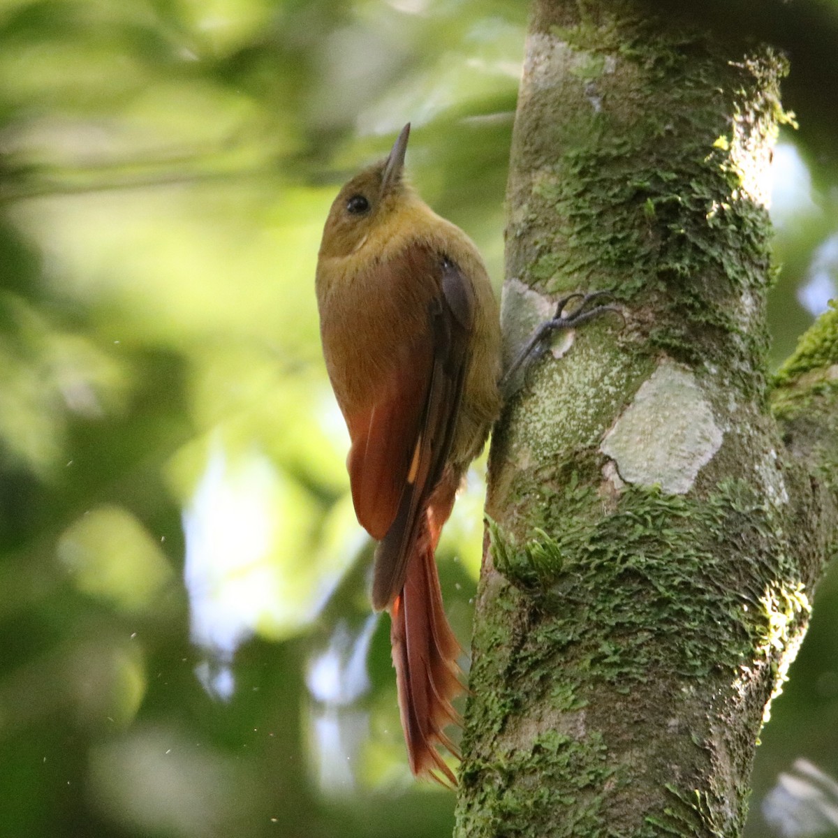 Olivaceous Woodcreeper - ML511113631