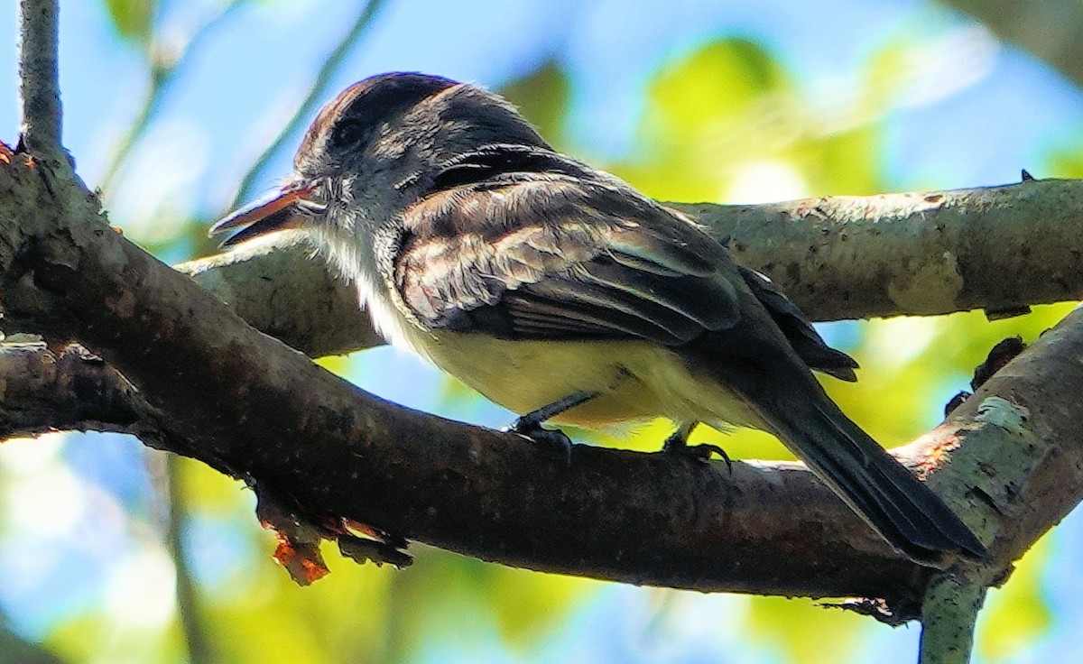 Stolid Flycatcher - ML511113701