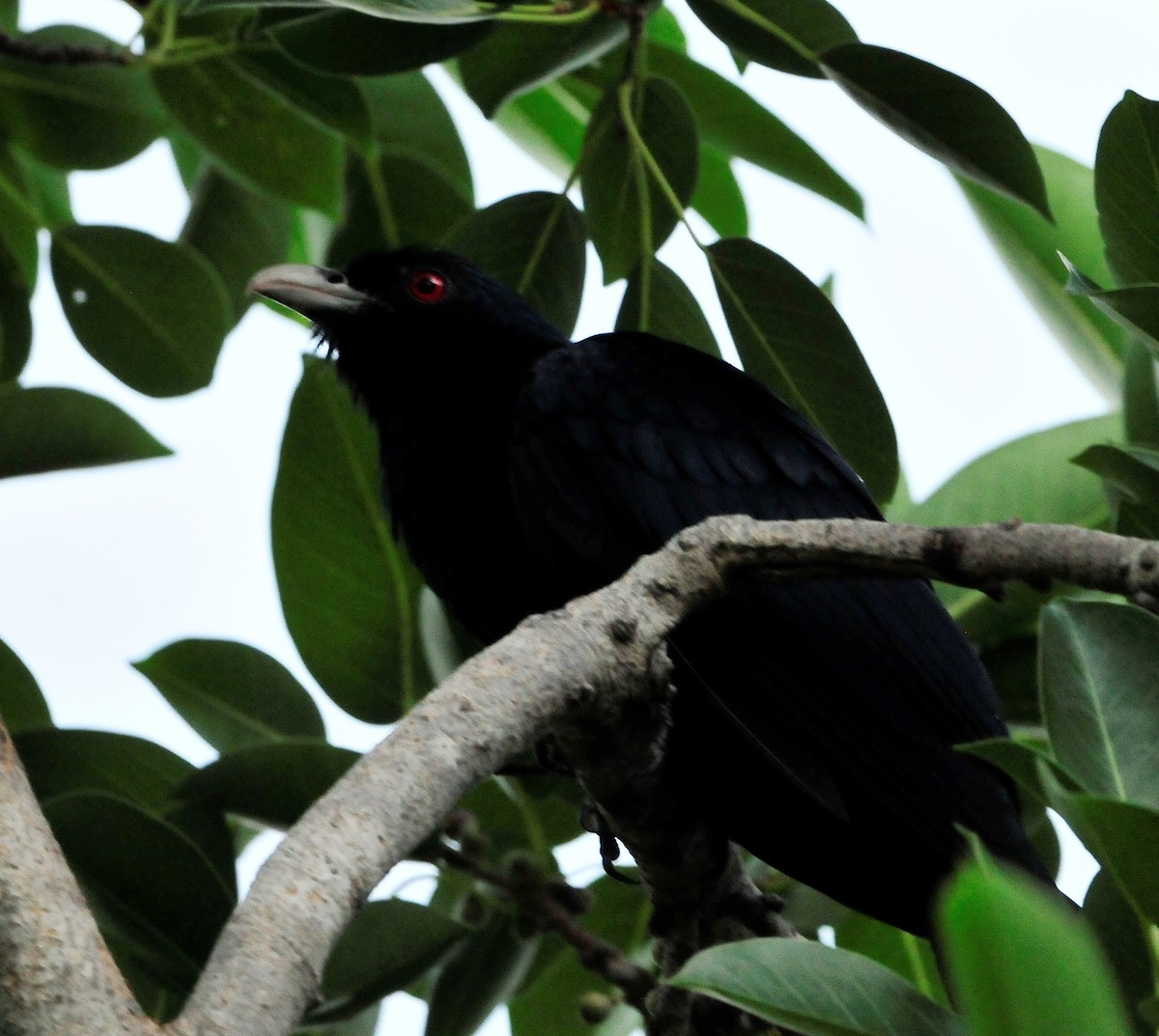 Pacific Koel - Kurt Hennige