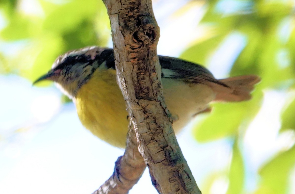 Bananaquit - ML511113871