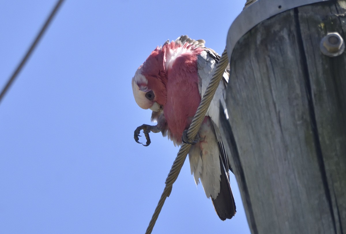 Galah - ML511113911