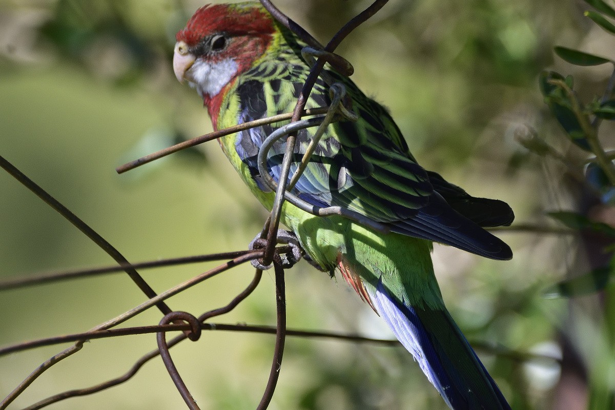 Eastern Rosella - ML511113921