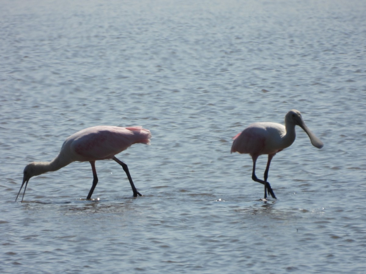 Roseate Spoonbill - ML511114211