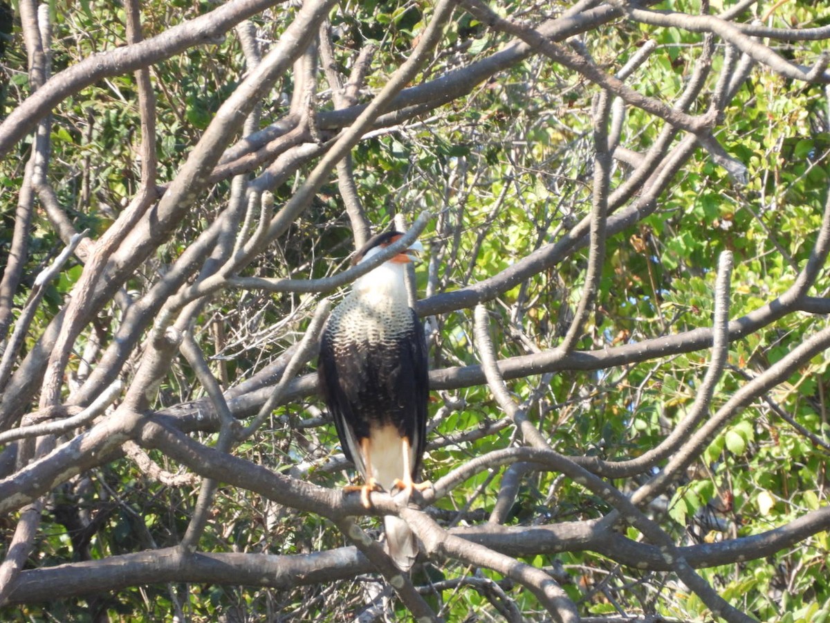 Crested Caracara - ML511114711