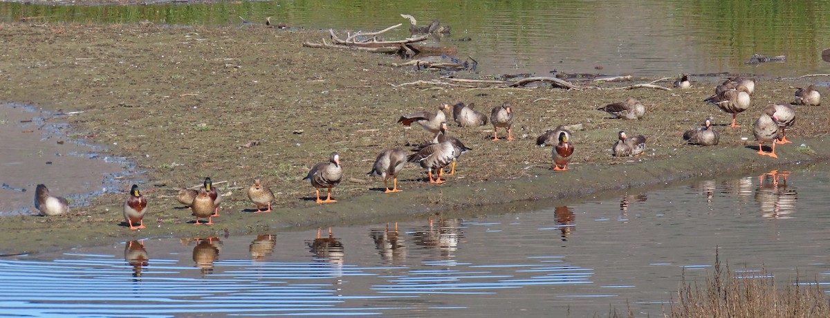Greater White-fronted Goose - ML511114881