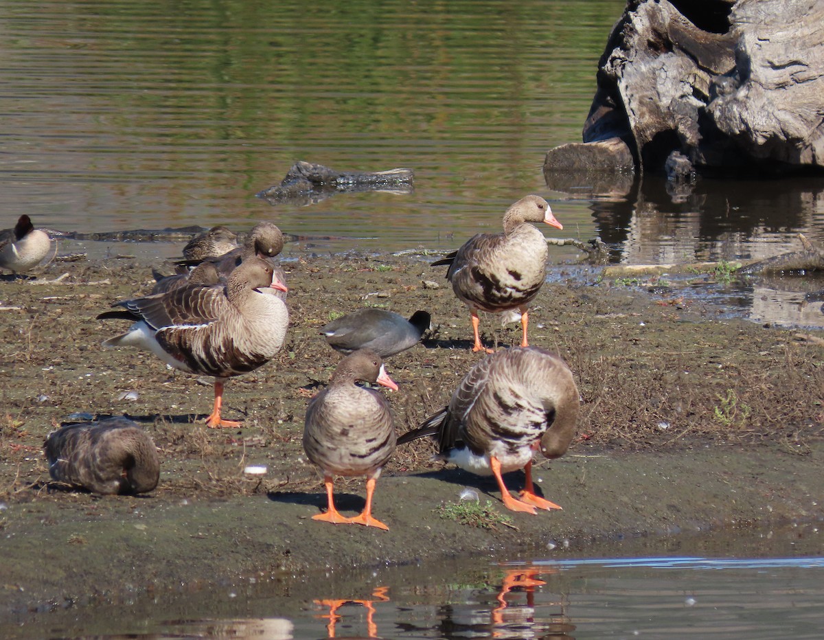 Greater White-fronted Goose - ML511114891