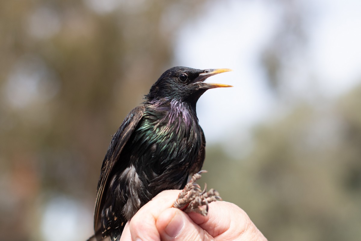 European Starling - ML511115791