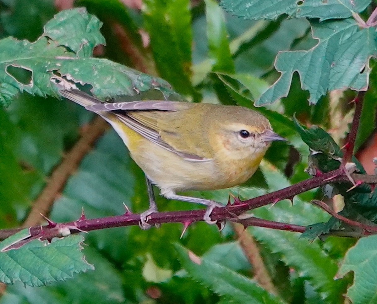 Tennessee Warbler - ML511120341