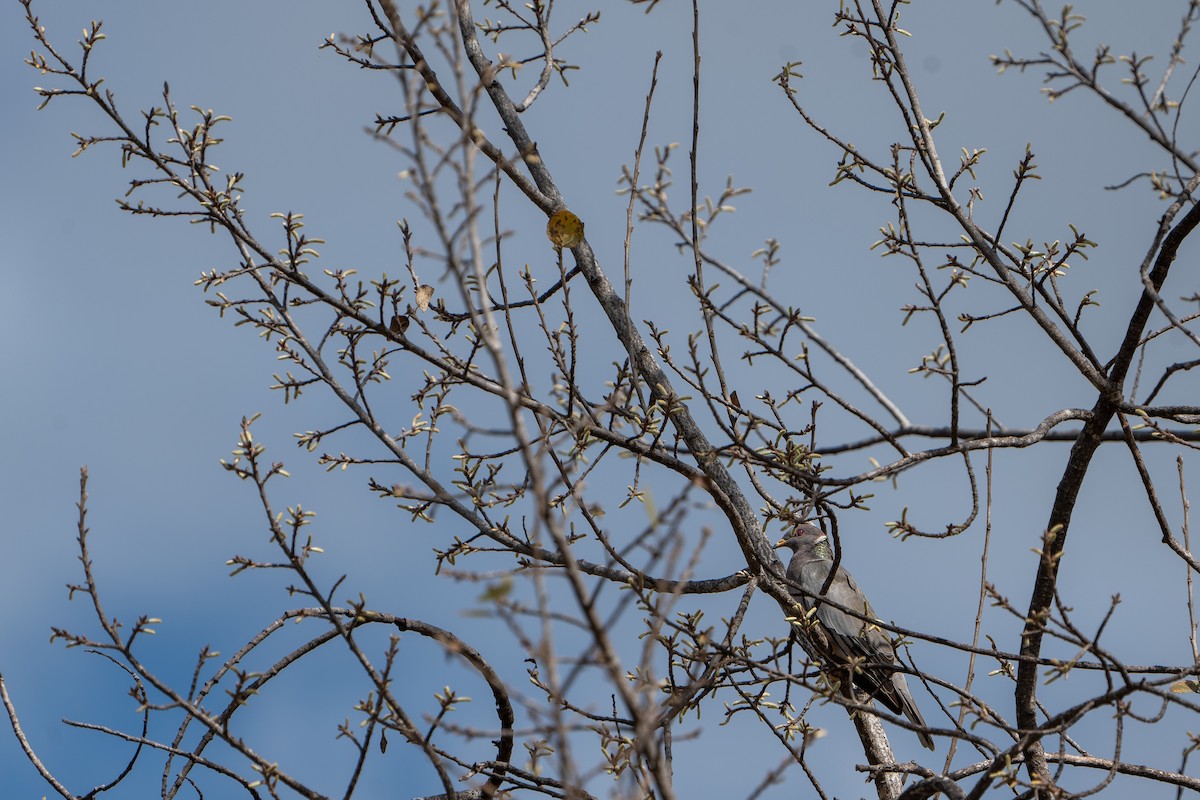 holub pruhoocasý (ssp. vioscae) - ML511120651