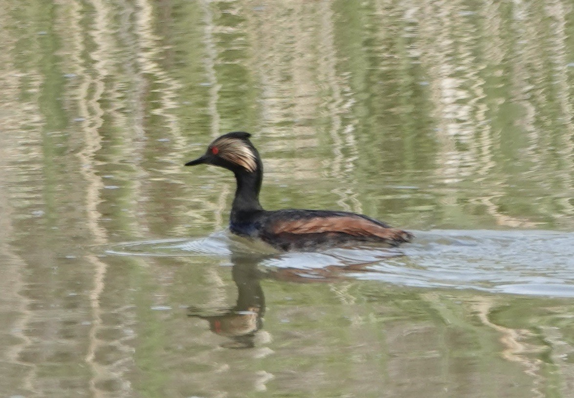 Халтар шунгуур - ML511121041