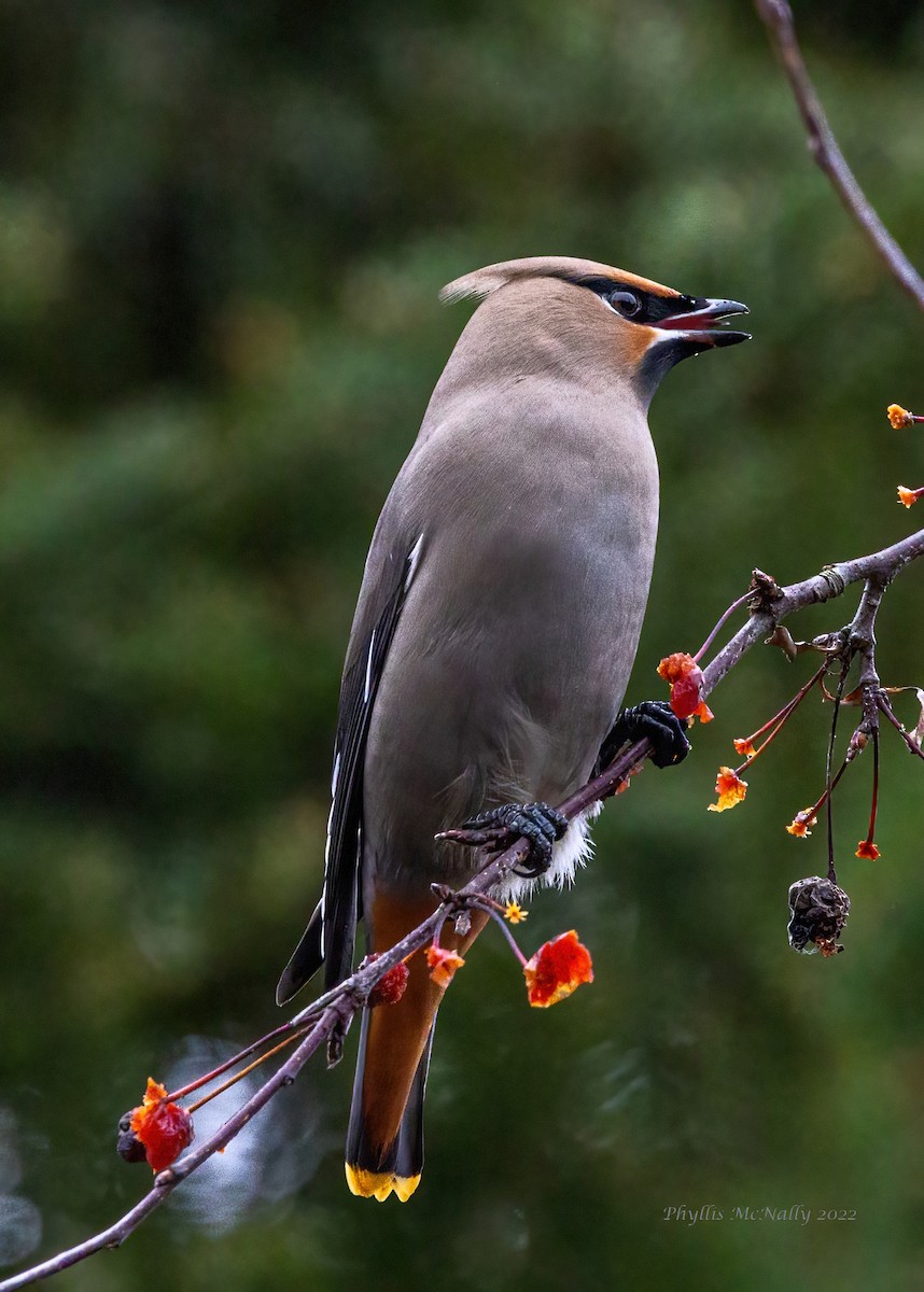 Jaseur boréal - ML511121751