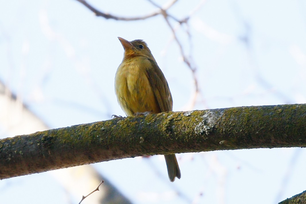 Summer Tanager - ML511121821