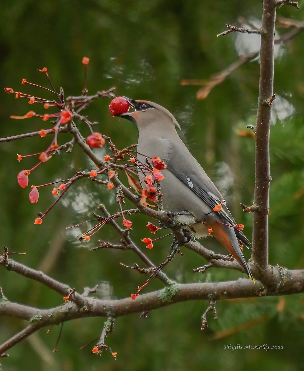 Jaseur boréal - ML511121971