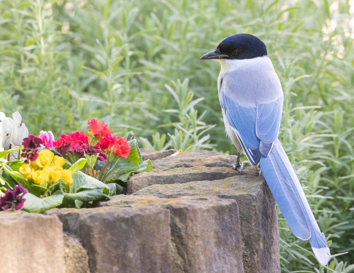 Azure-winged Magpie - Keith Bailey