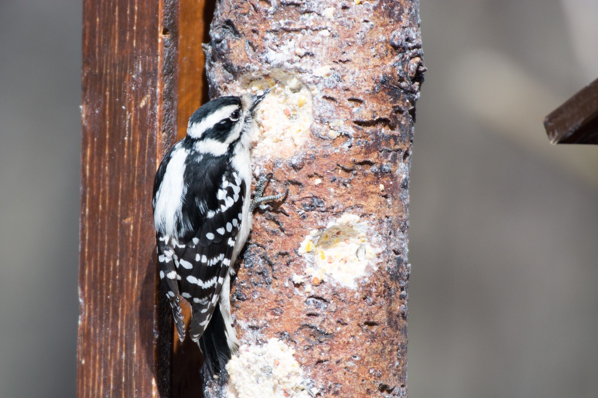 Downy Woodpecker - ML51112531