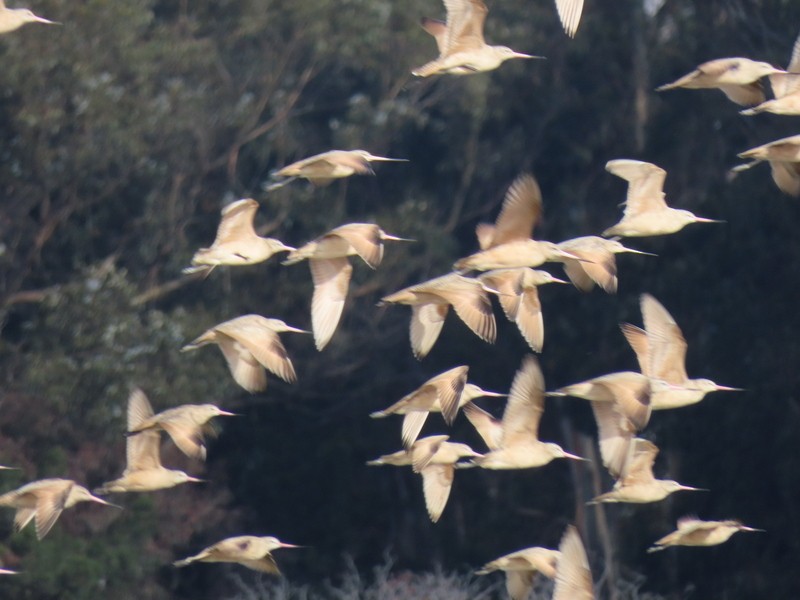 Marbled Godwit - ML511125451