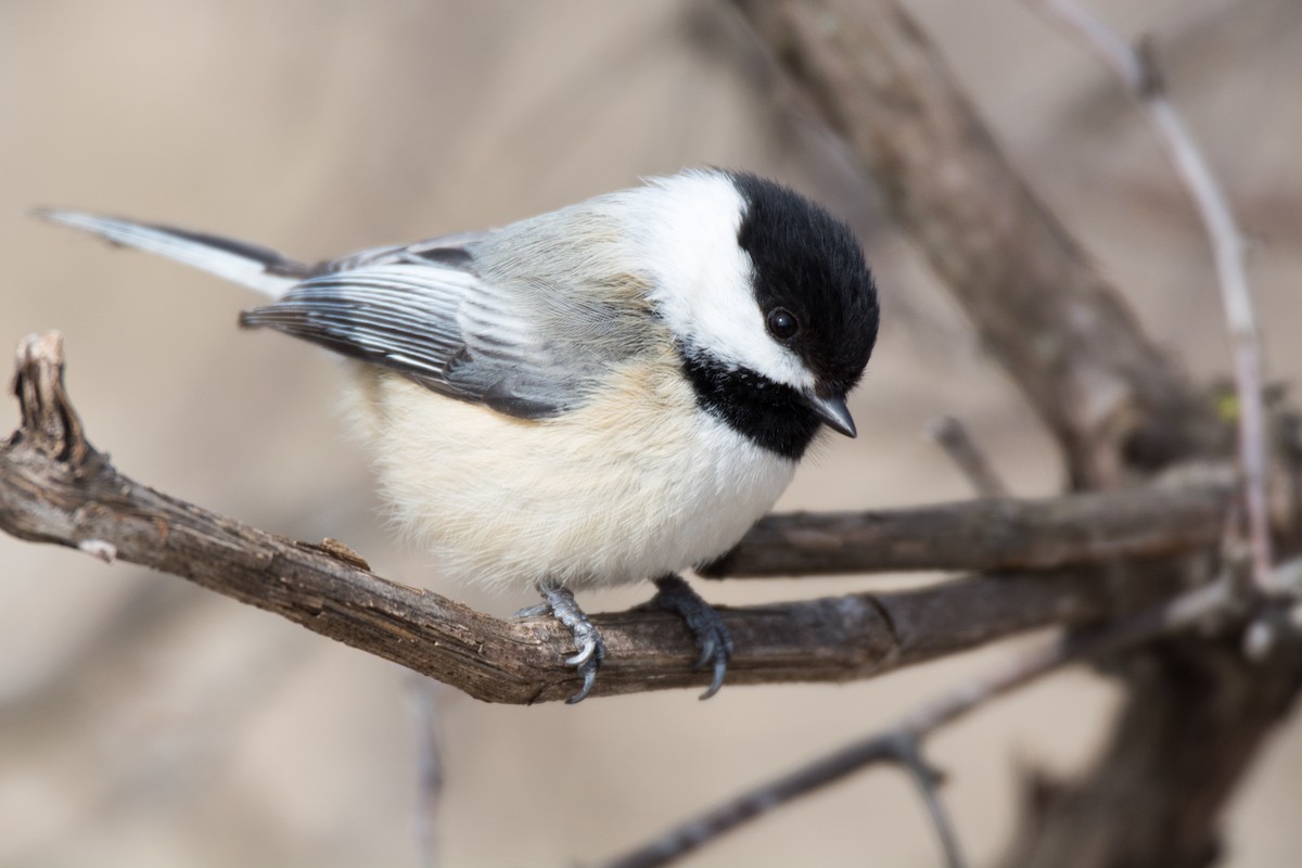 Black-capped Chickadee - ML51112681