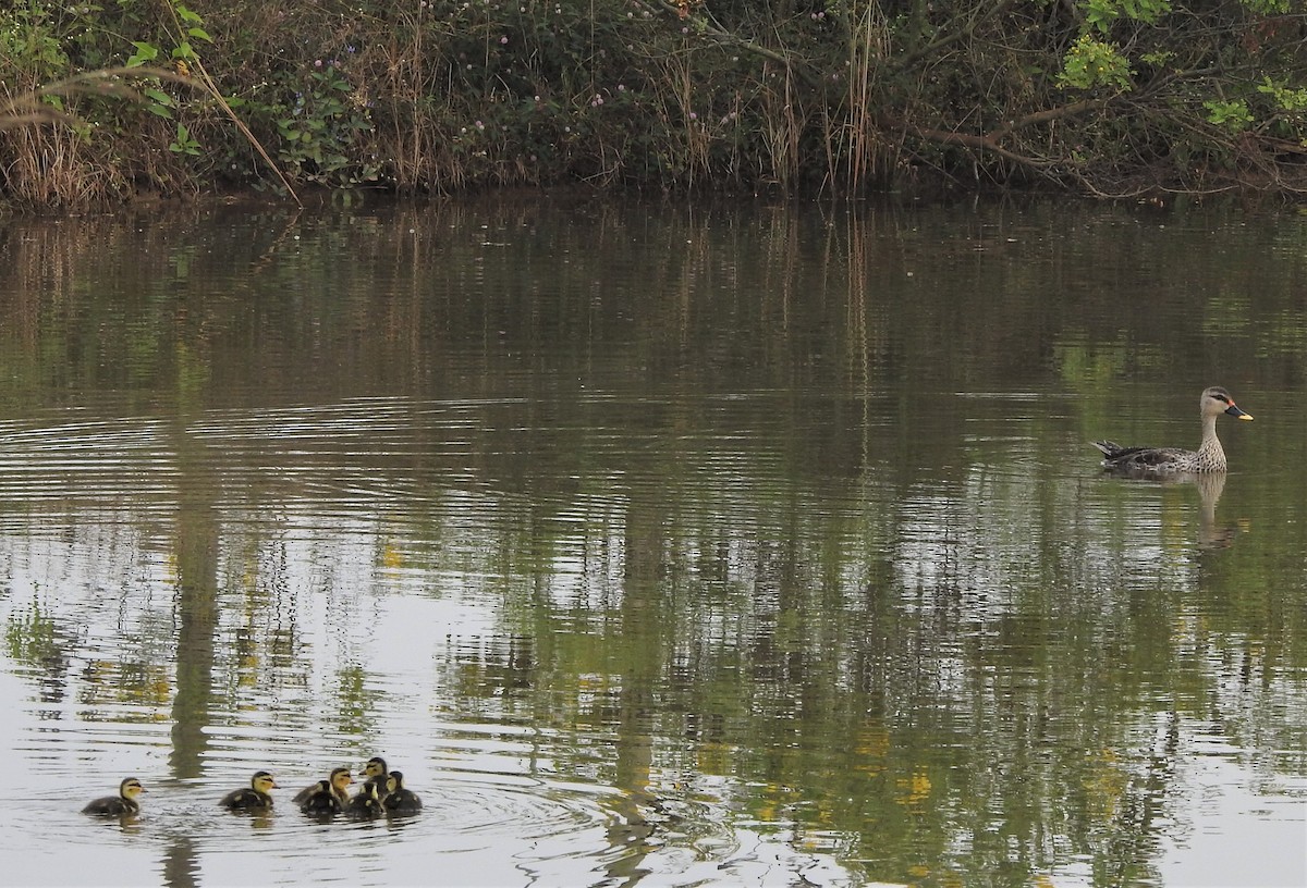 Indian Spot-billed Duck - Shivaprakash Adavanne