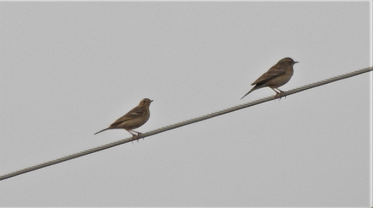 Blyth's Pipit - Shivaprakash Adavanne