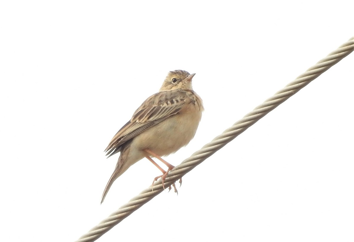 Blyth's Pipit - Shivaprakash Adavanne