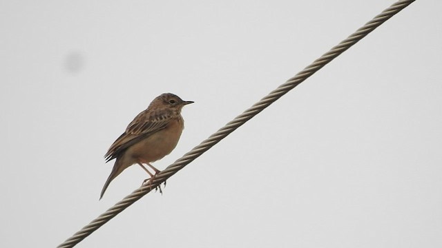 Blyth's Pipit - ML511127251