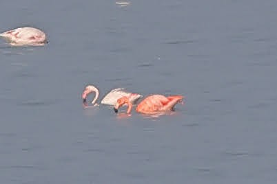 flamingo sp. - ML511127321