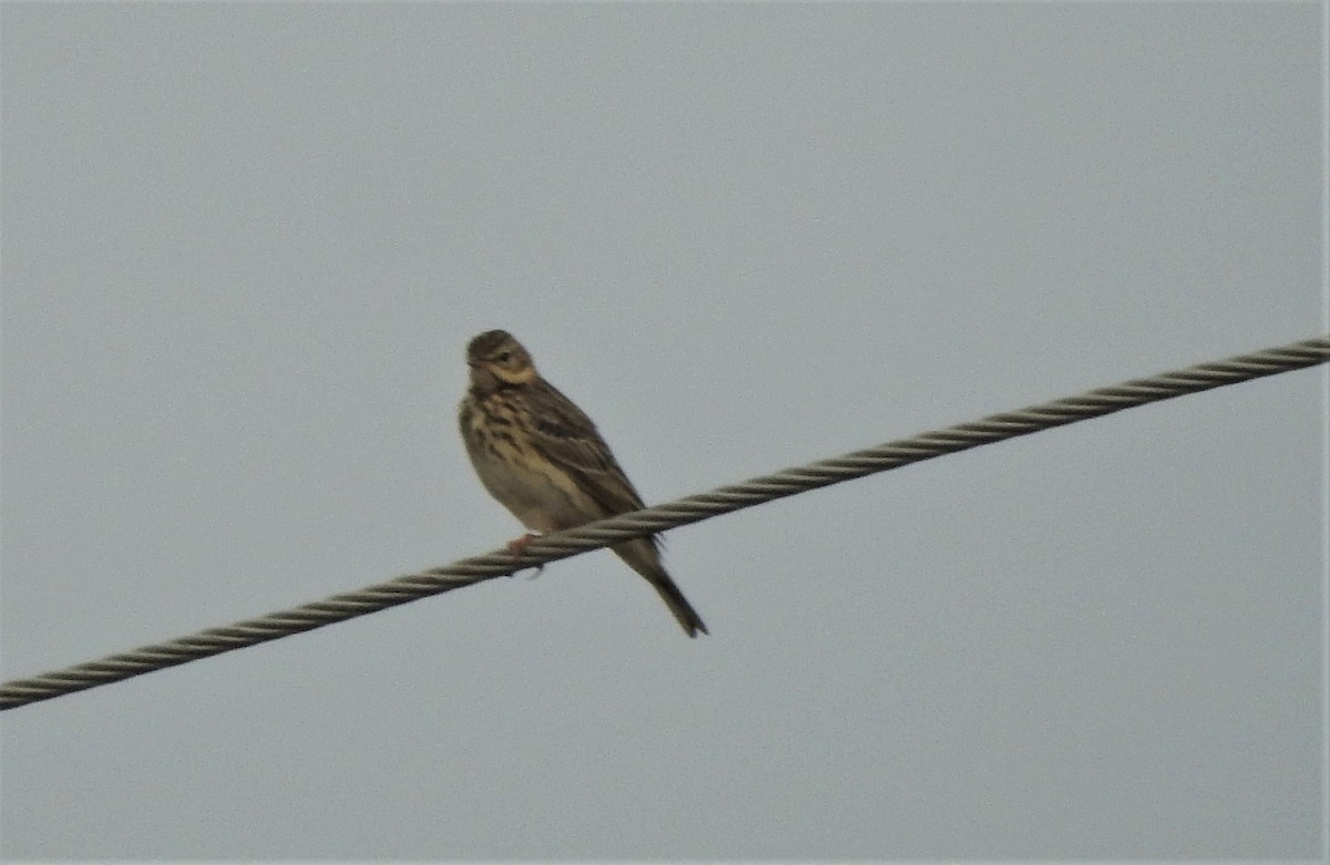 Tree Pipit - Shivaprakash Adavanne