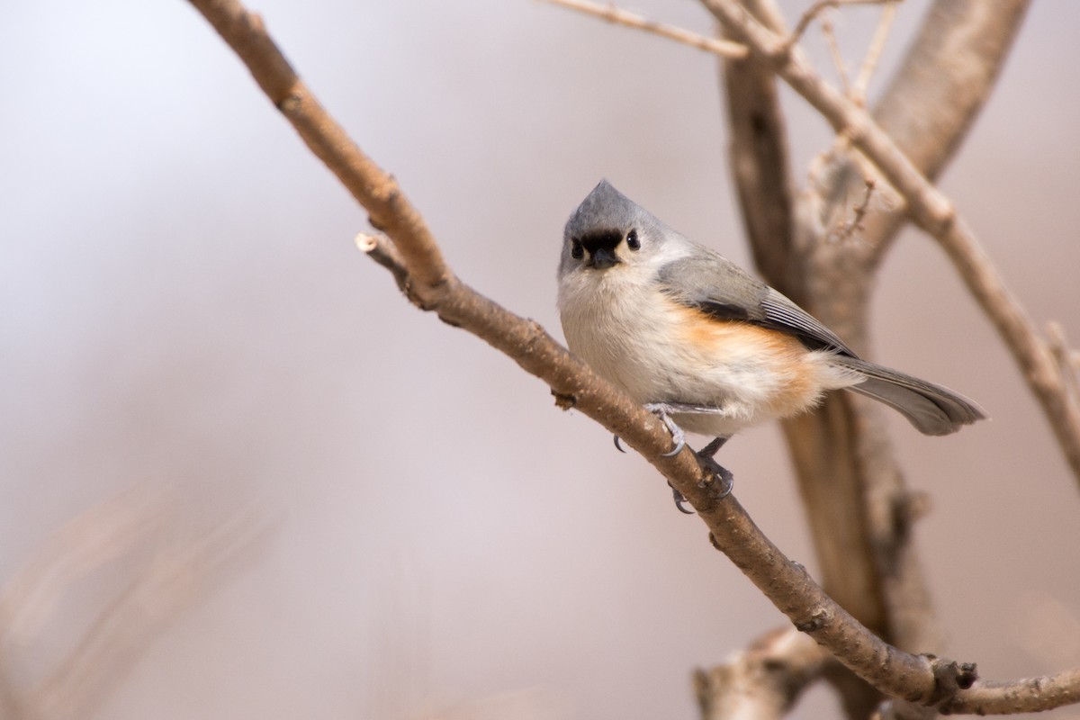 Tufted Titmouse - ML51112751