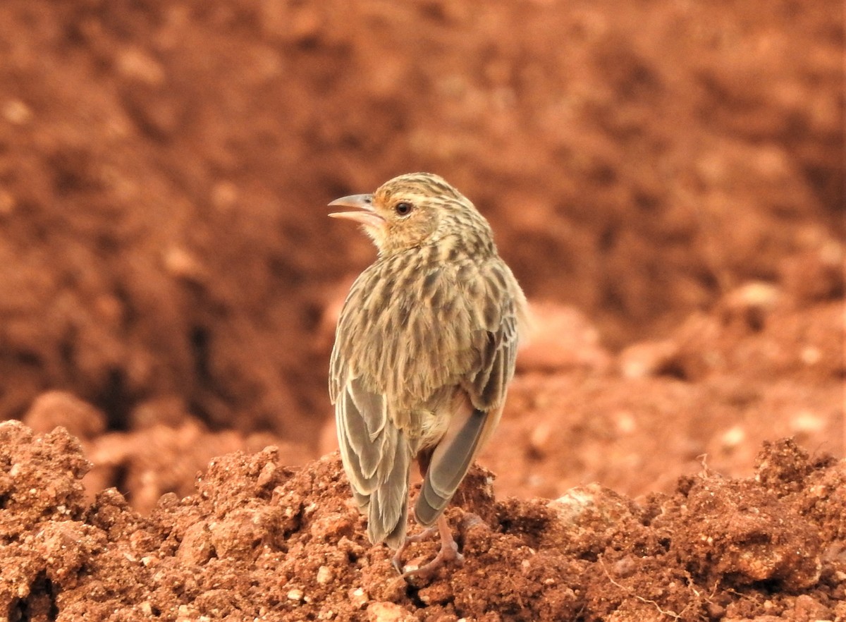 Jerdon's Bushlark - Shivaprakash Adavanne