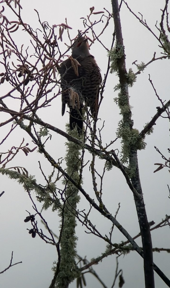 Northern Flicker (Yellow-shafted x Red-shafted) - ML511127811