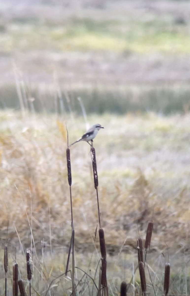 Northern Shrike - ML511127831