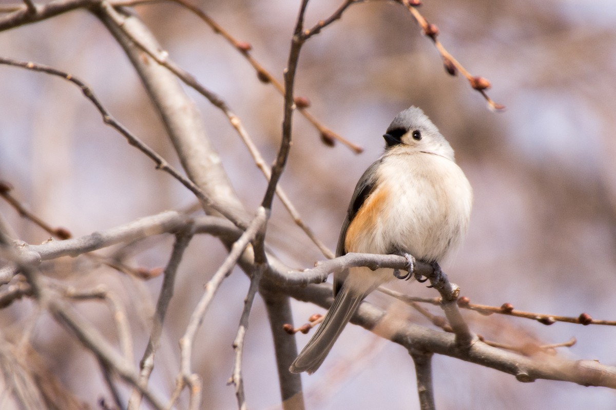 Tufted Titmouse - ML51112791