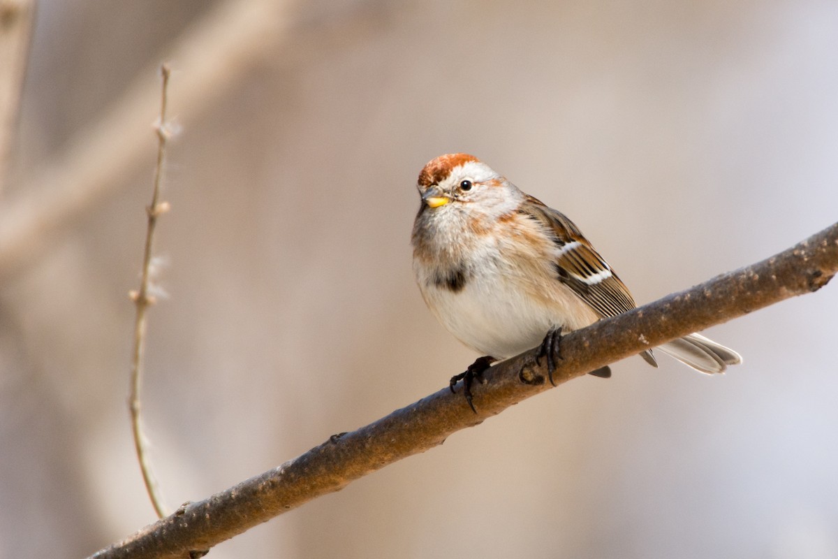 American Tree Sparrow - ML51112861