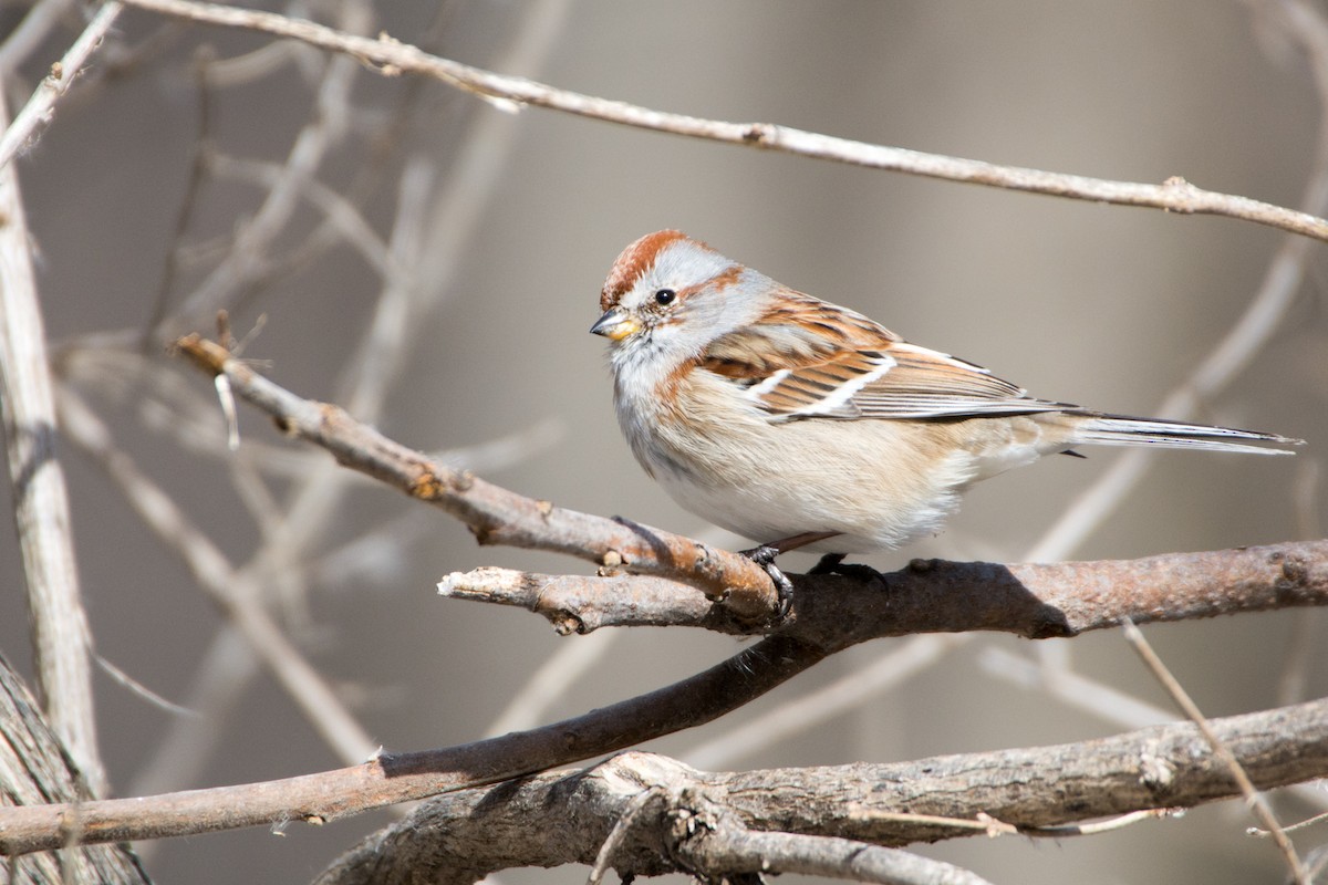 American Tree Sparrow - ML51112881
