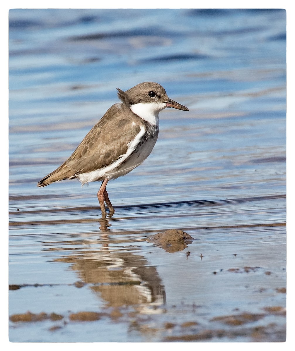 Red-kneed Dotterel - ML51112901