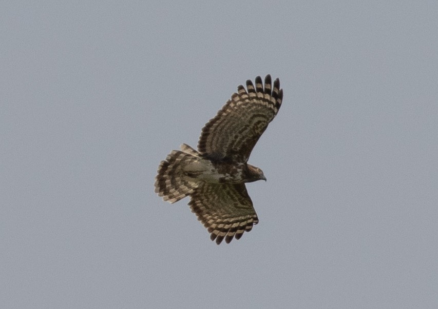 Madagascar Cuckoo-Hawk - Lindy Fung