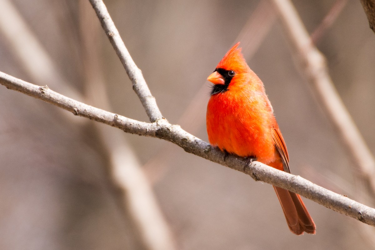 Northern Cardinal - ML51112991