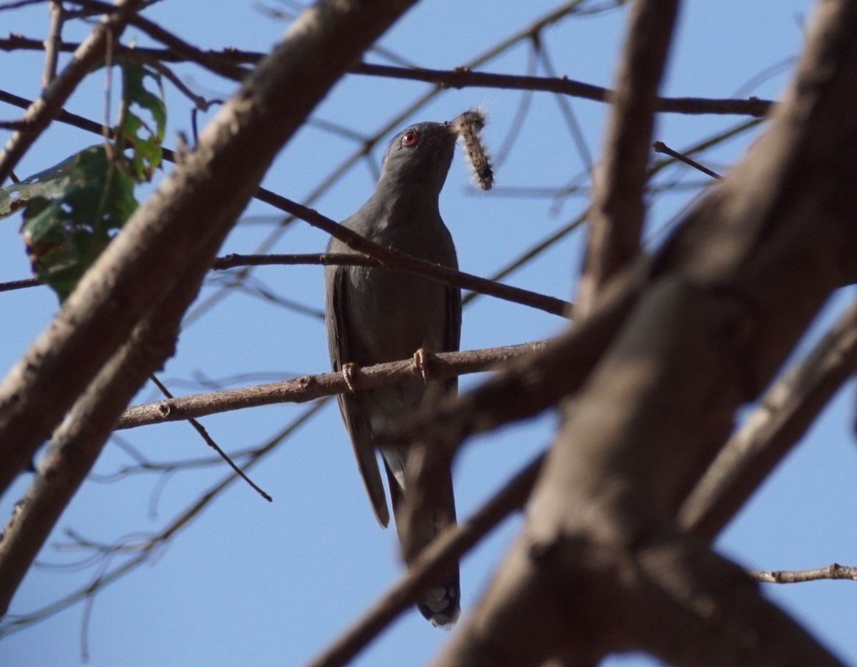 Gray-bellied Cuckoo - ML51113041