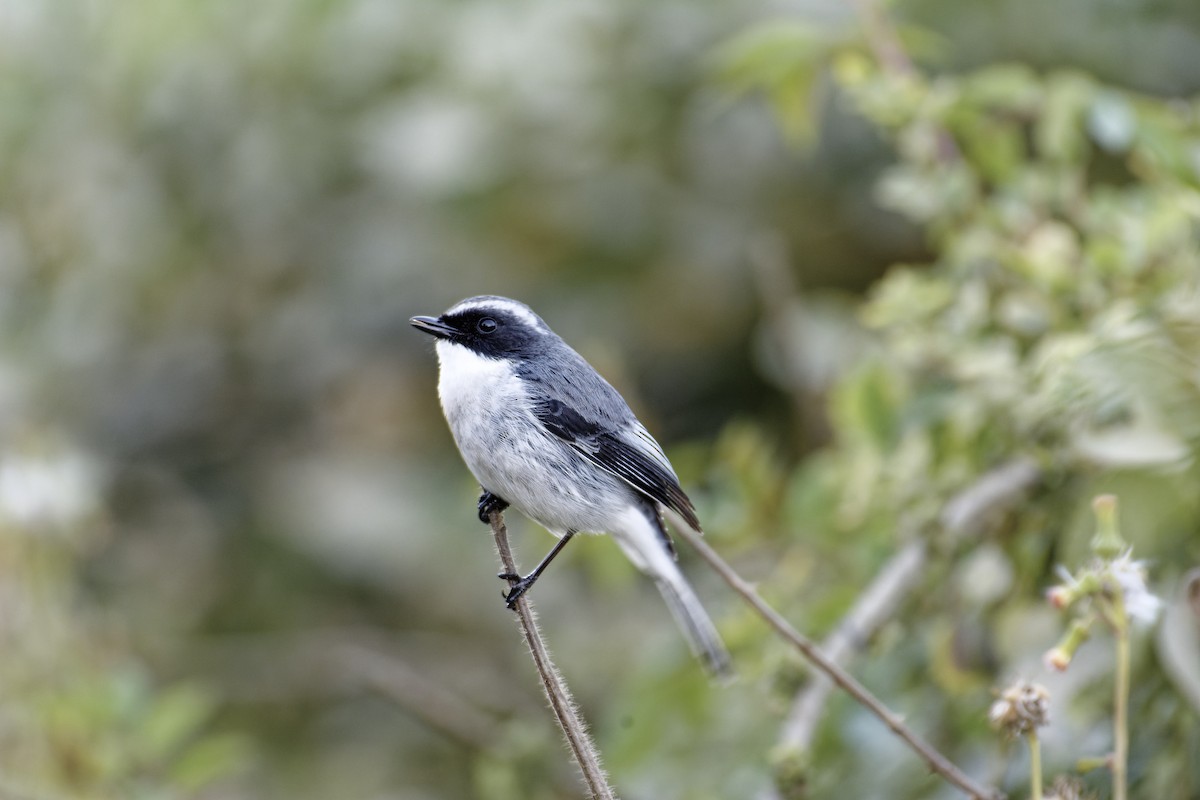 Gray Bushchat - ML511130791